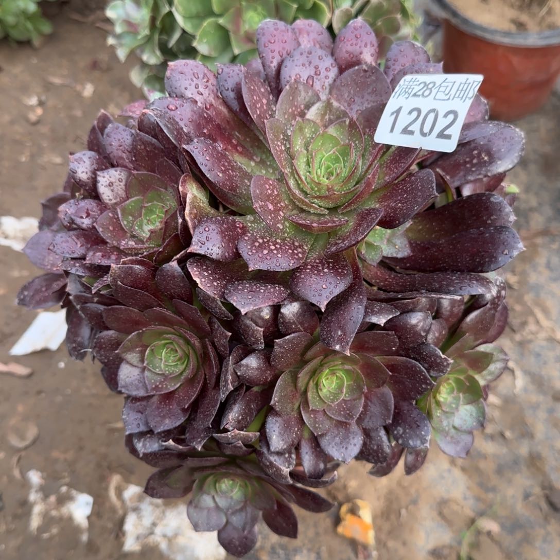 黑魔多肉1202满28包邮断枝不包