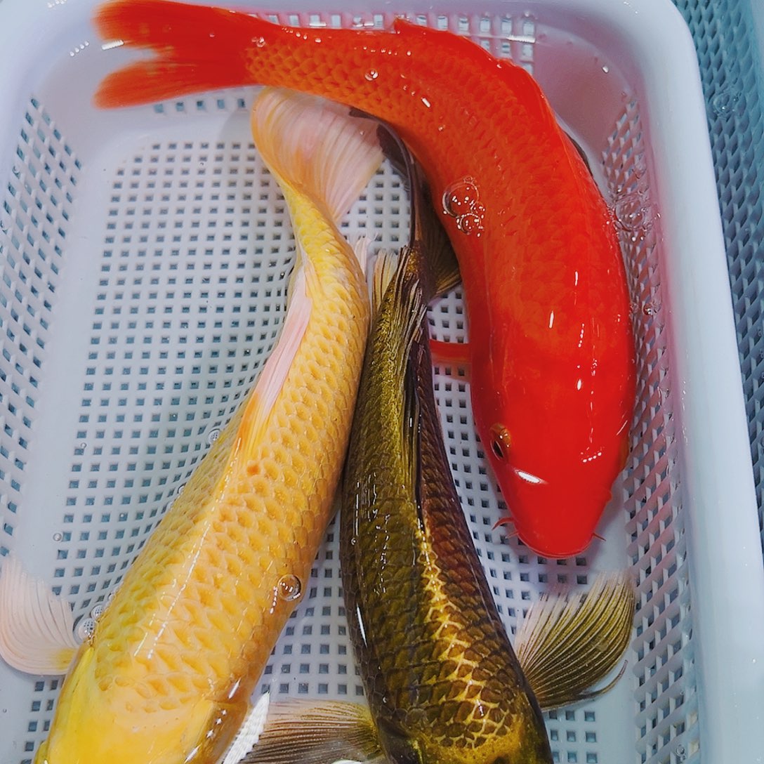 锦鲤锦鲤冷水鱼观赏