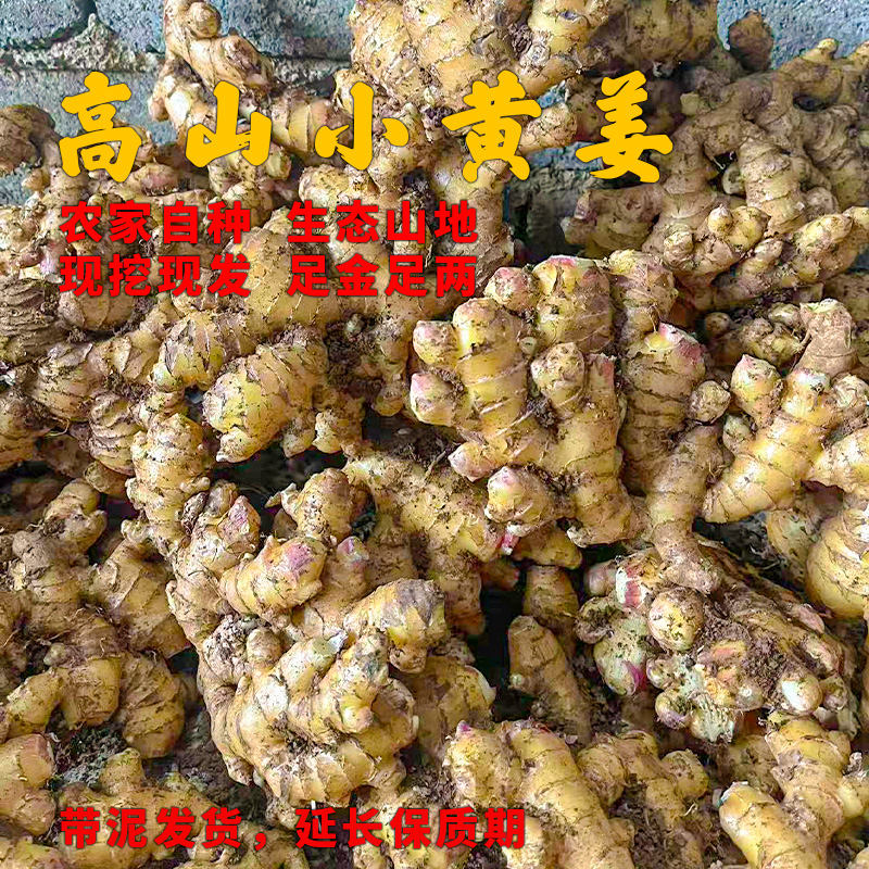 【彩霞推荐】贵州高山小黄姜 生态种植 自然无添加 新鲜现挖现发