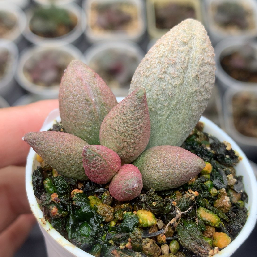 腹部水泡多肉植物水 贵货稀有颜值 红色状态一物一拍包邮