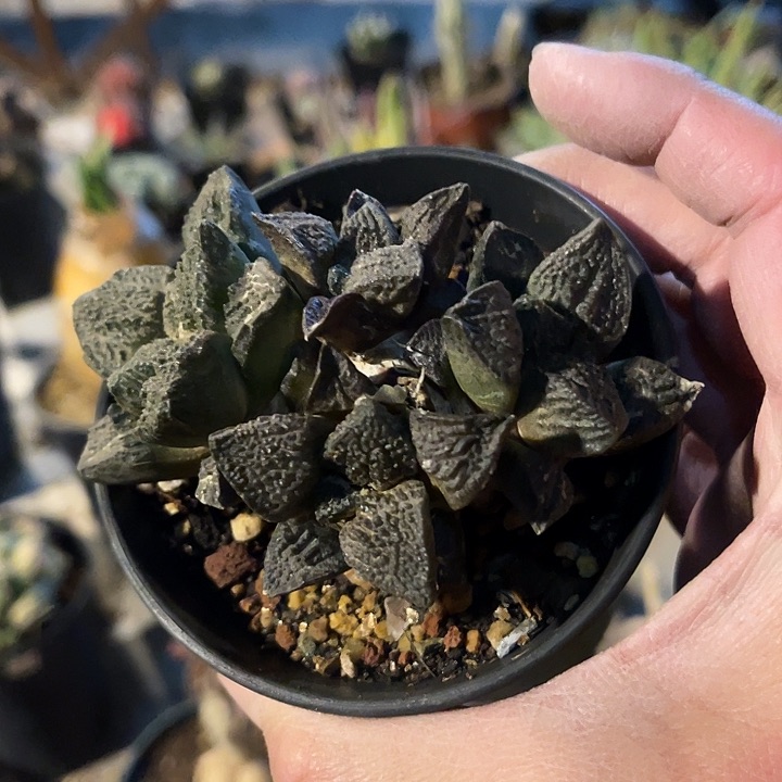 满38包邮2天凑单，脱土晾根发货多肉植物自根的牡丹