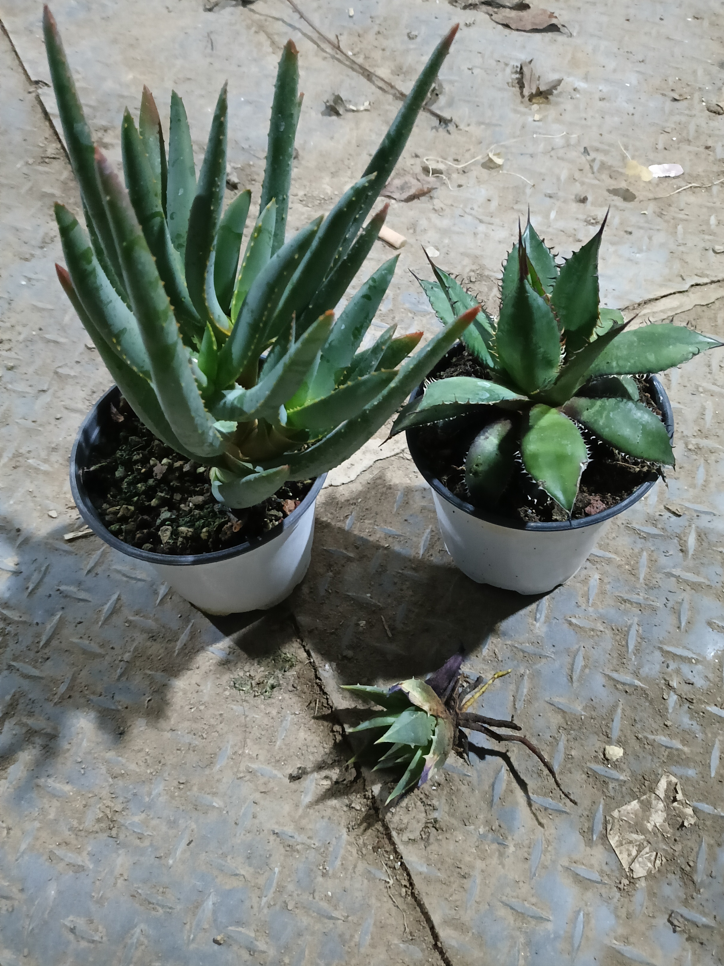 芦荟潮流植物多枝