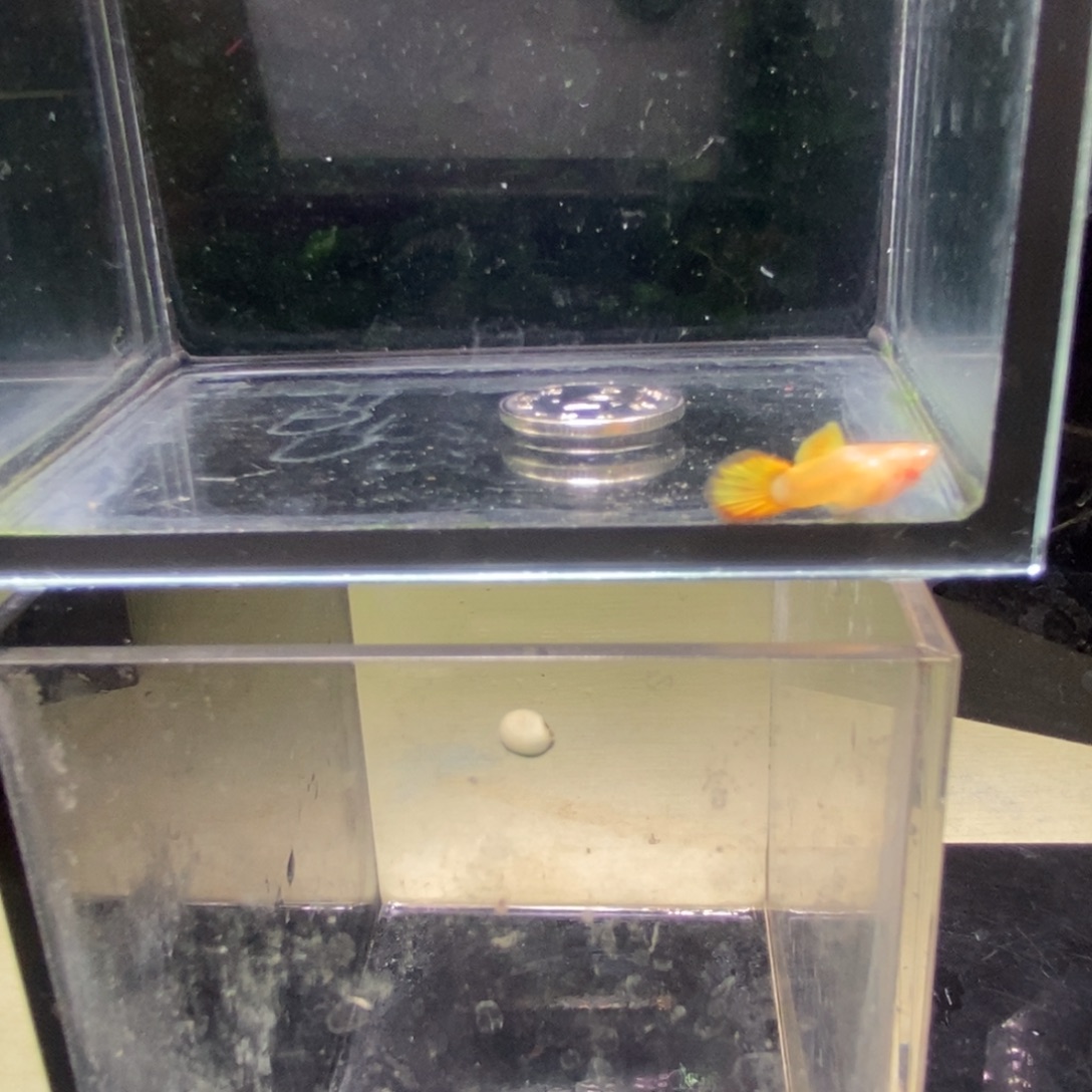 孔雀鱼黄金玻璃猫白字球体一对