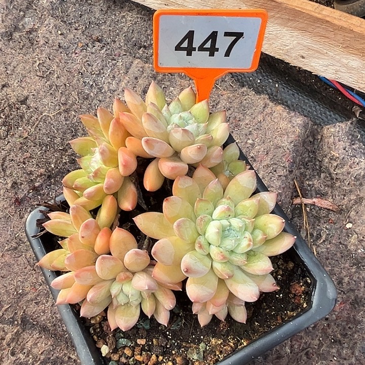 多肉植物吉弗里尼447