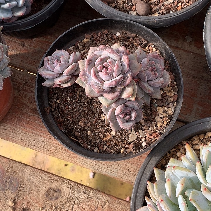 星影多肉哈哈哈哈2