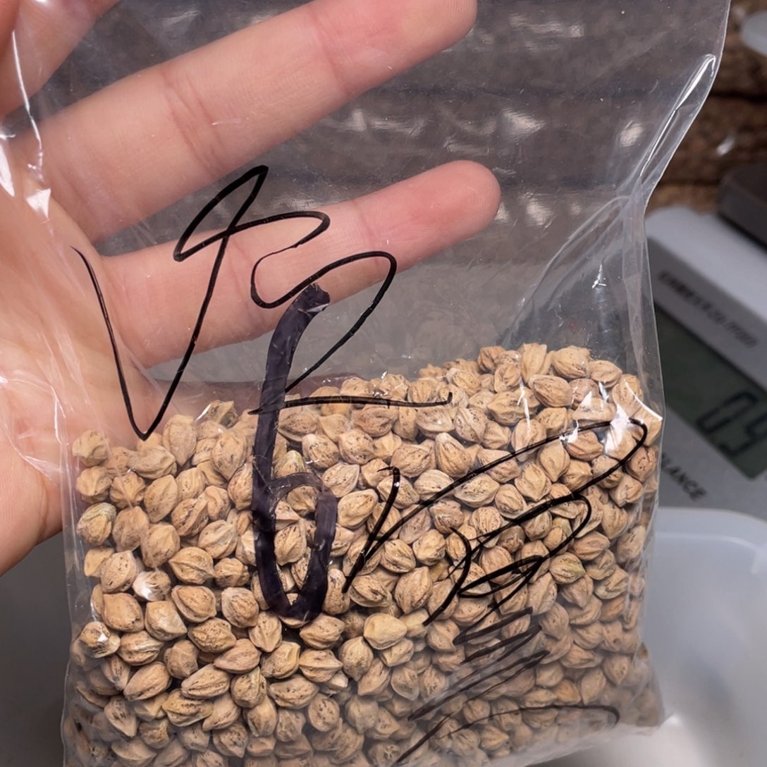 柏香籽/百香籽吊坠༄****