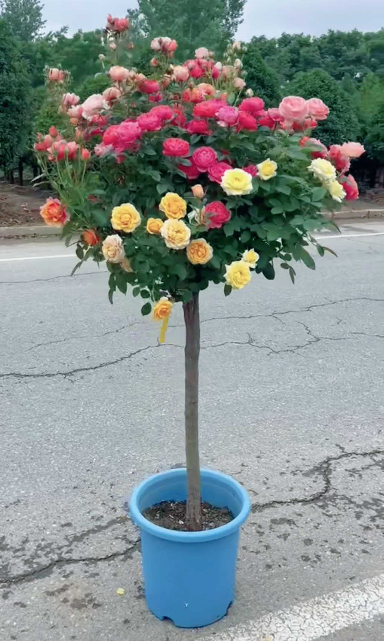 一物一拍、树桩月季独杆直杆树状月季花四季嫁接耐寒植物