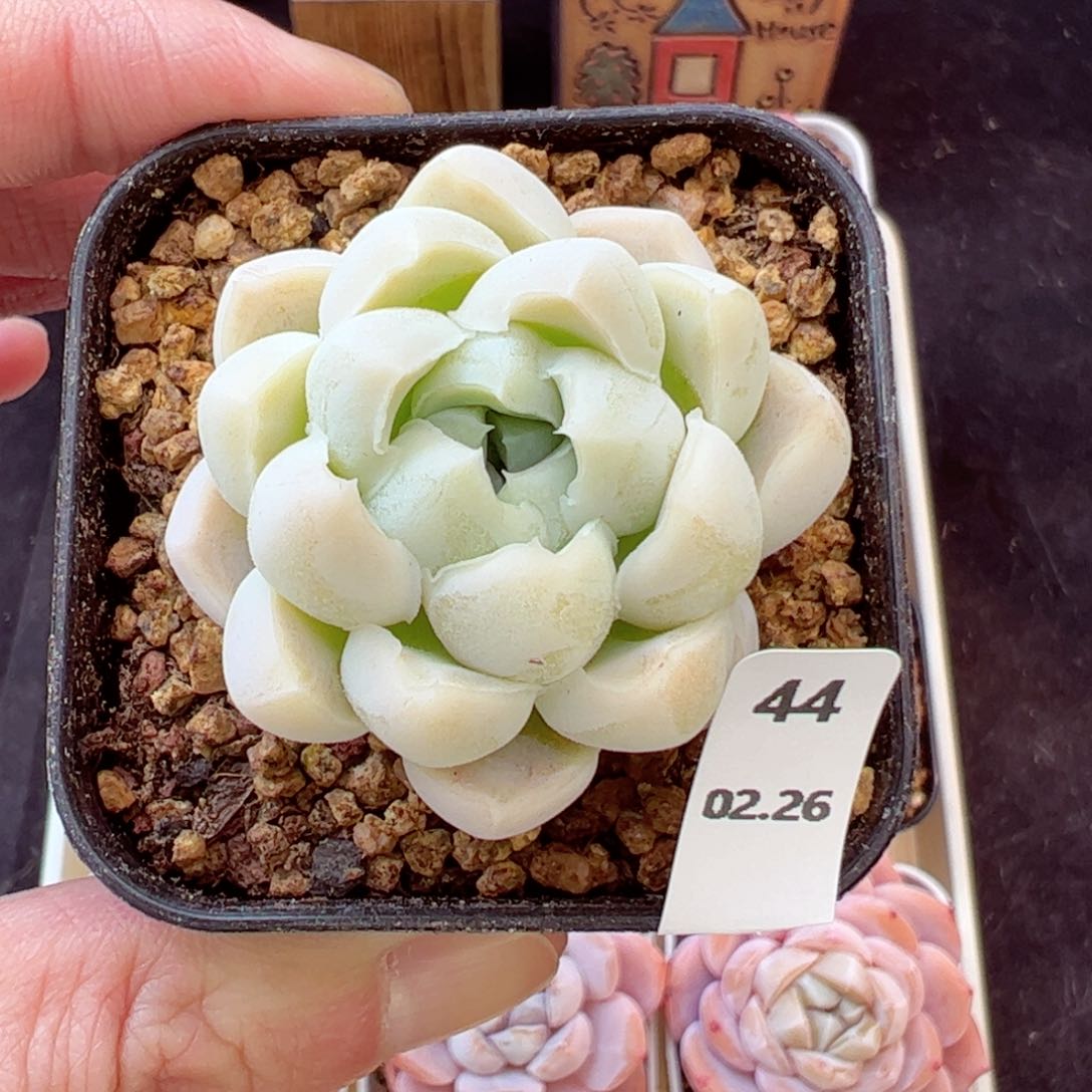 嘟嘟利44、哈哈哈哈