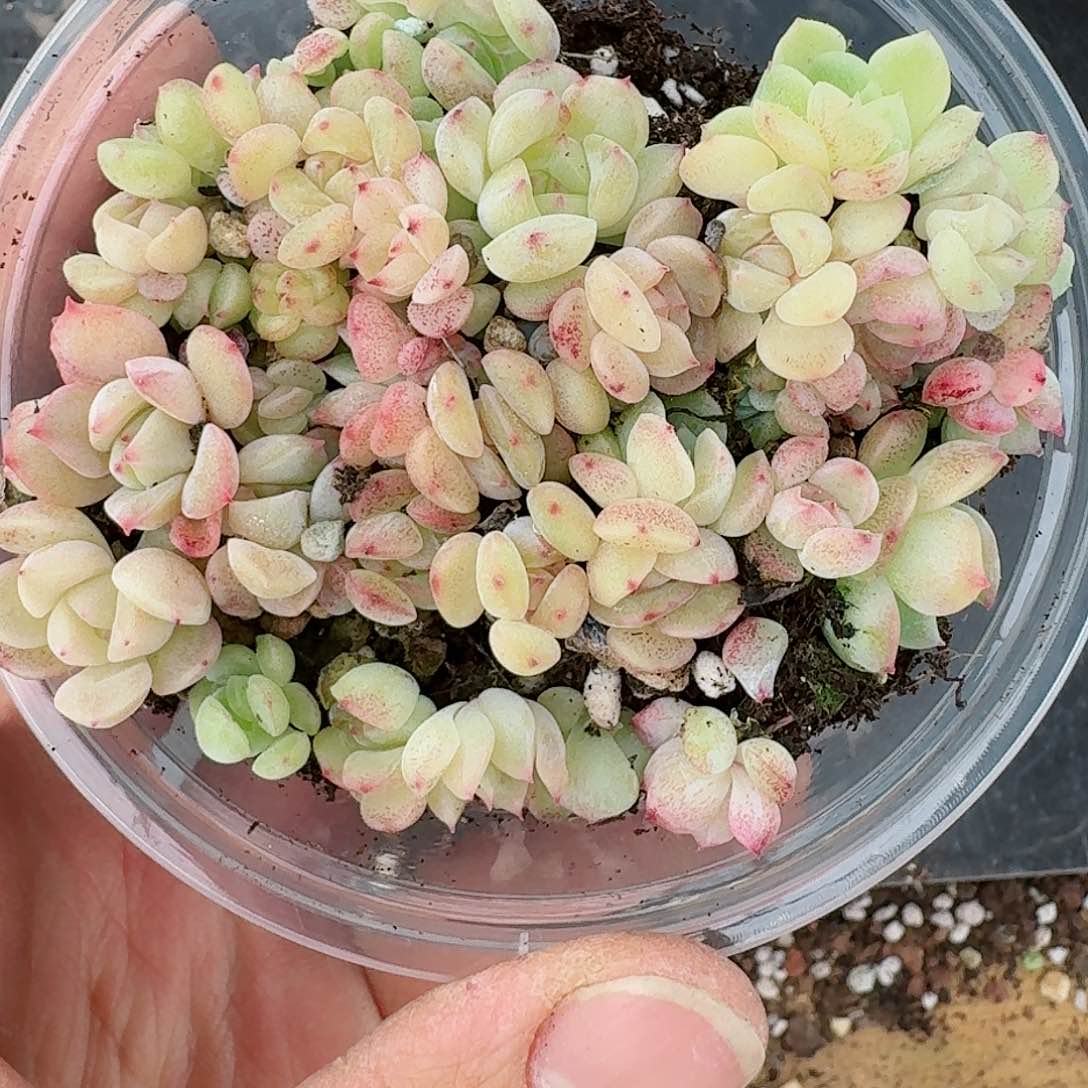 杂交新品珍妮多肉122