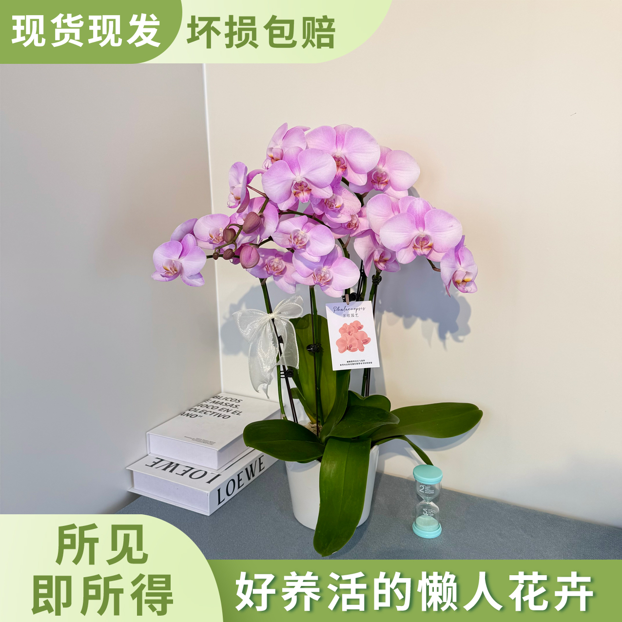 【粉红珍珠】蝴蝶兰 绿植花卉 粉色系 少女心 送对象 闺蜜