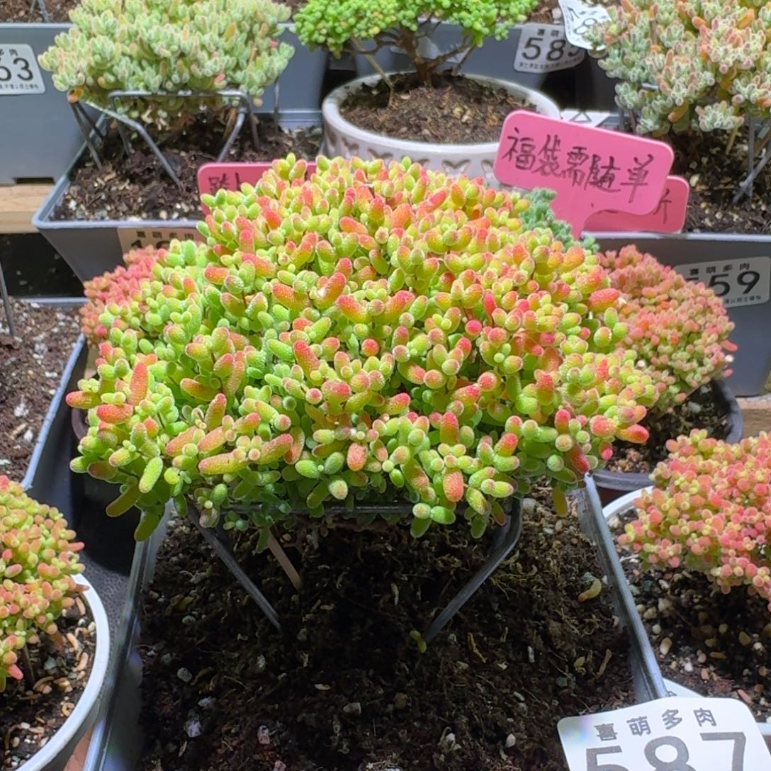 12冠幅金桔糖球587