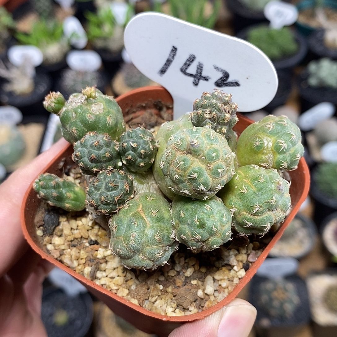 群生足球团扇142号7.5cm