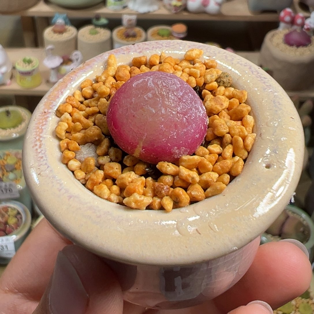 多肉植物212号灯泡