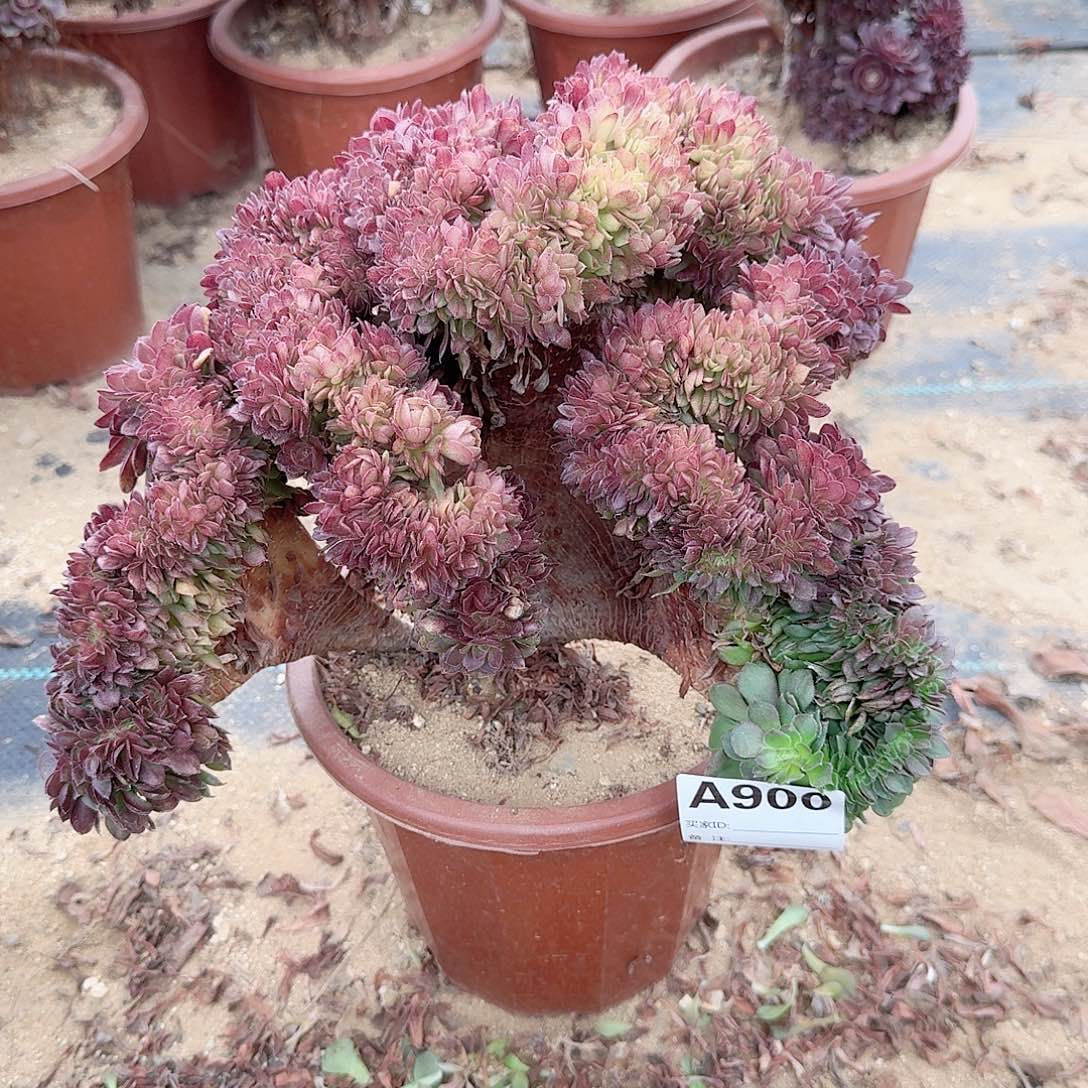 900万缀一颗呀呀