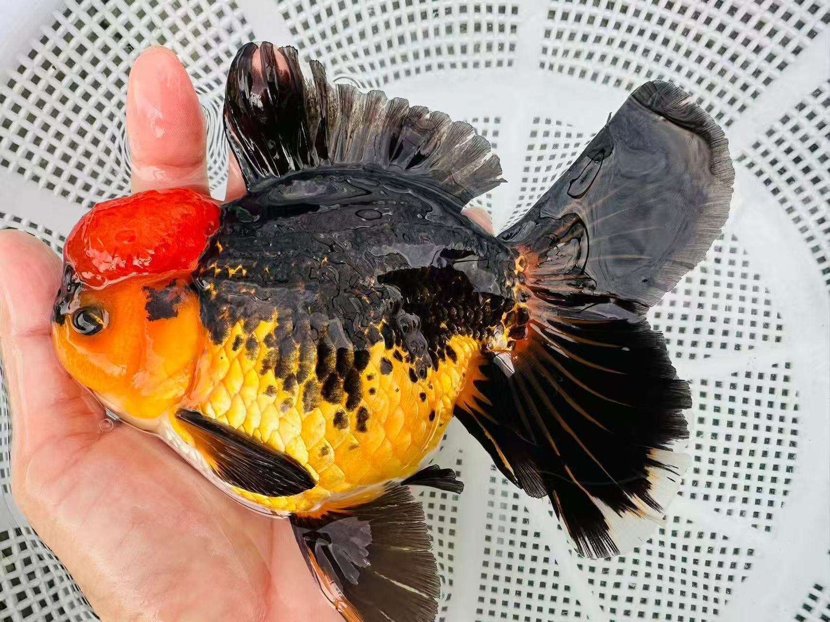 观赏鱼泰狮高端净水鱼泰国进口