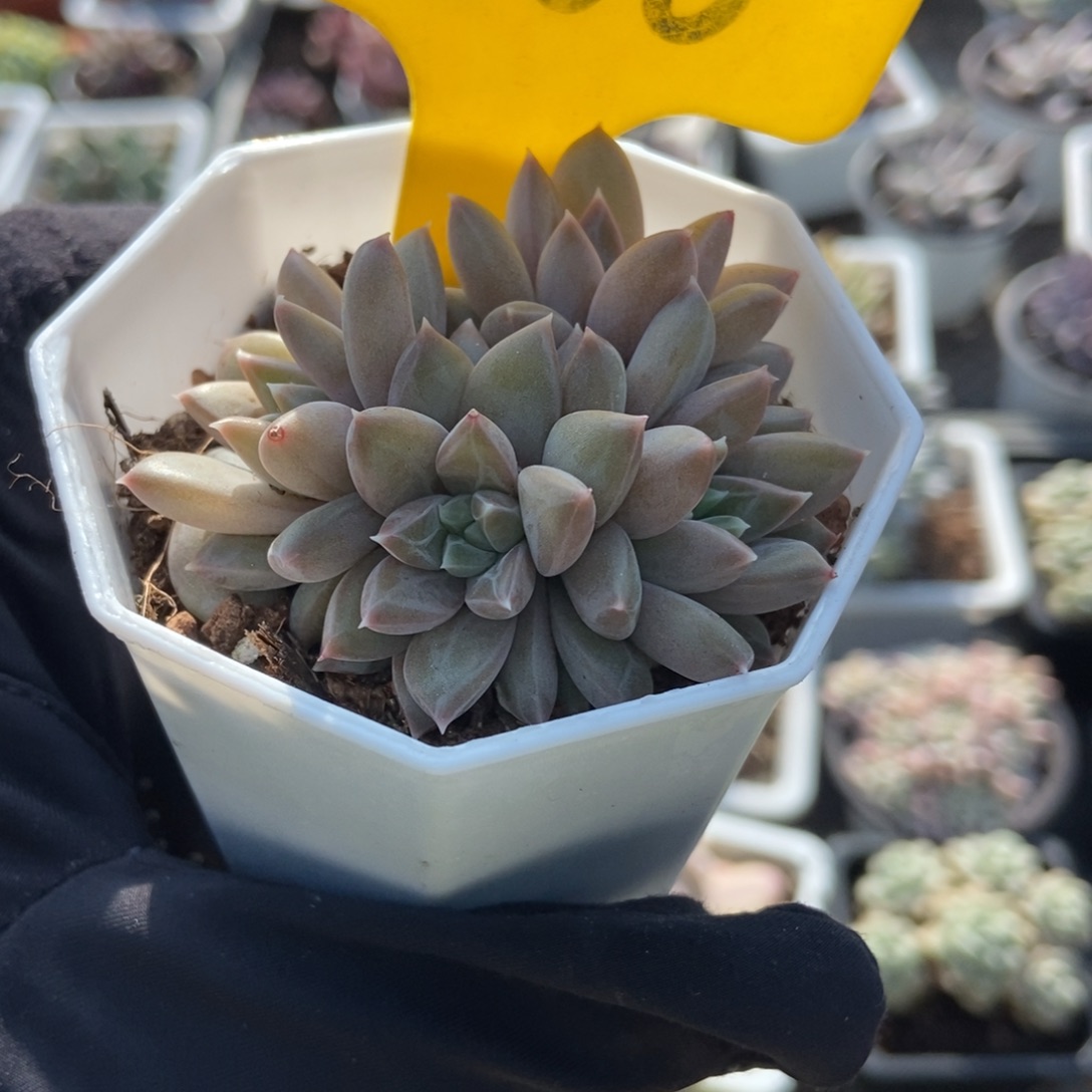 886青花瓷多肉植物