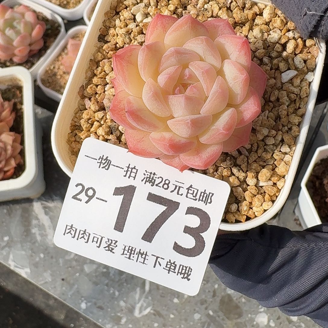 美梦无盆土发货无盆