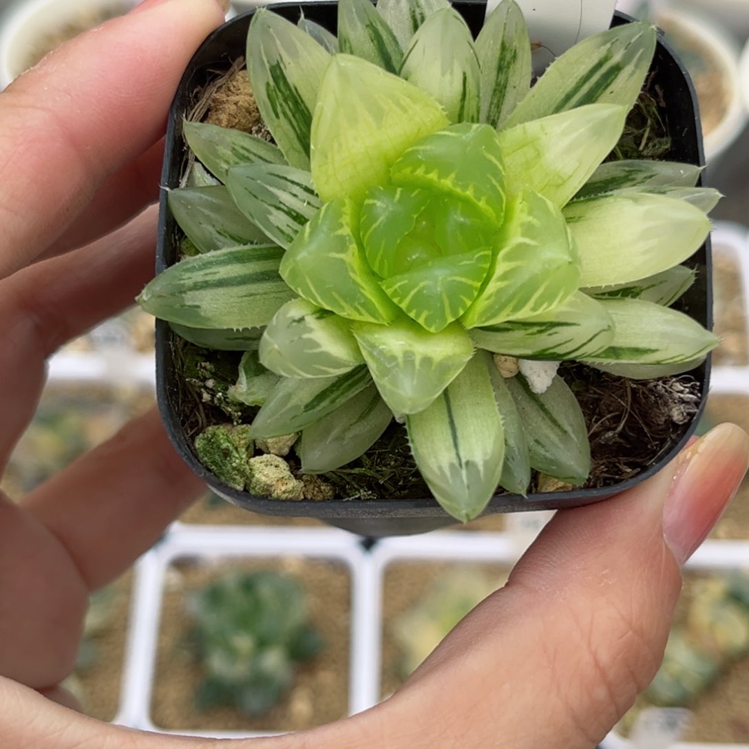 675龙鳞玉露锦哈哈哈哈哈哈