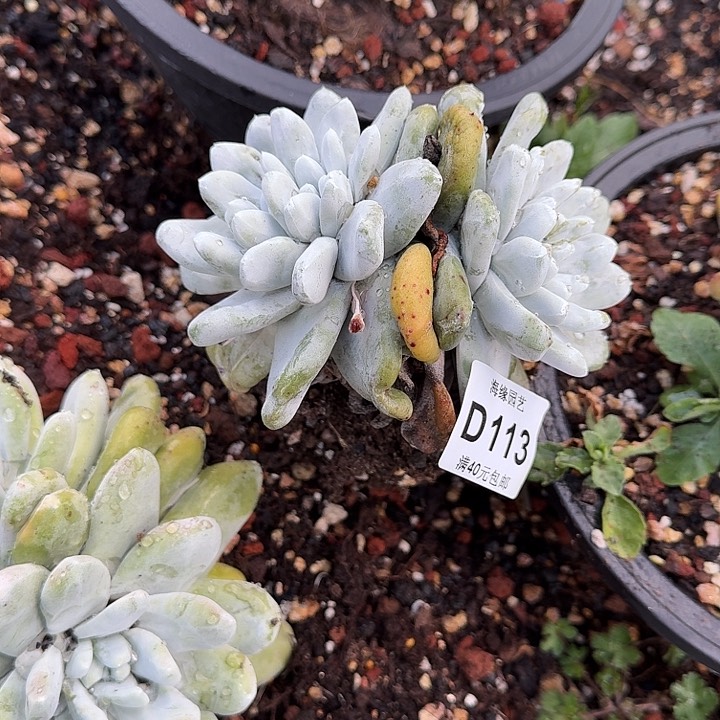 拇指仙女杯多肉植物