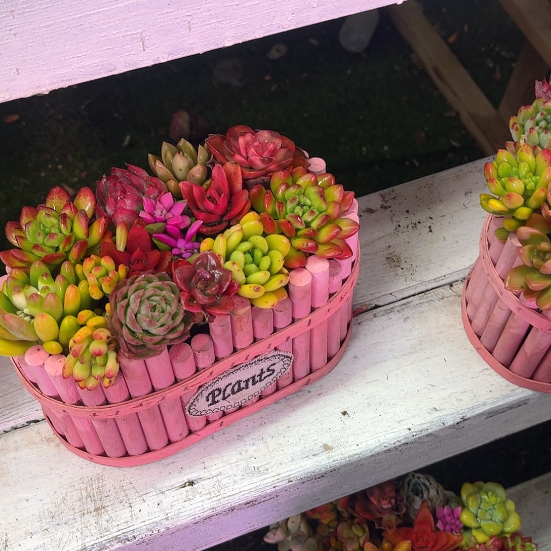 成品懒人彩色盆景一体发货