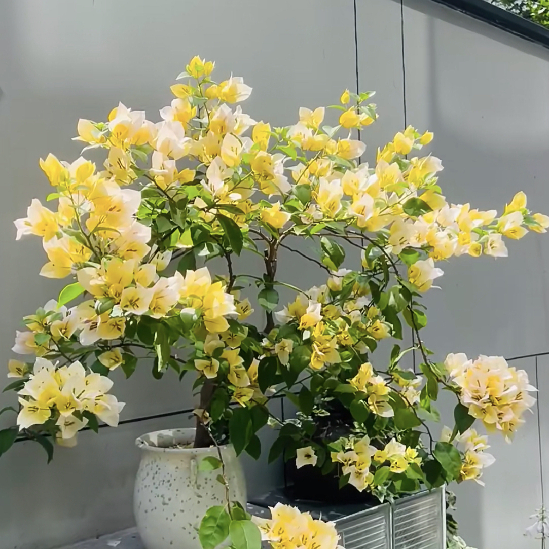 【苏瓦纳】四季开花勤花（落花落叶不售后一个月内换盆不售后）哇塞3