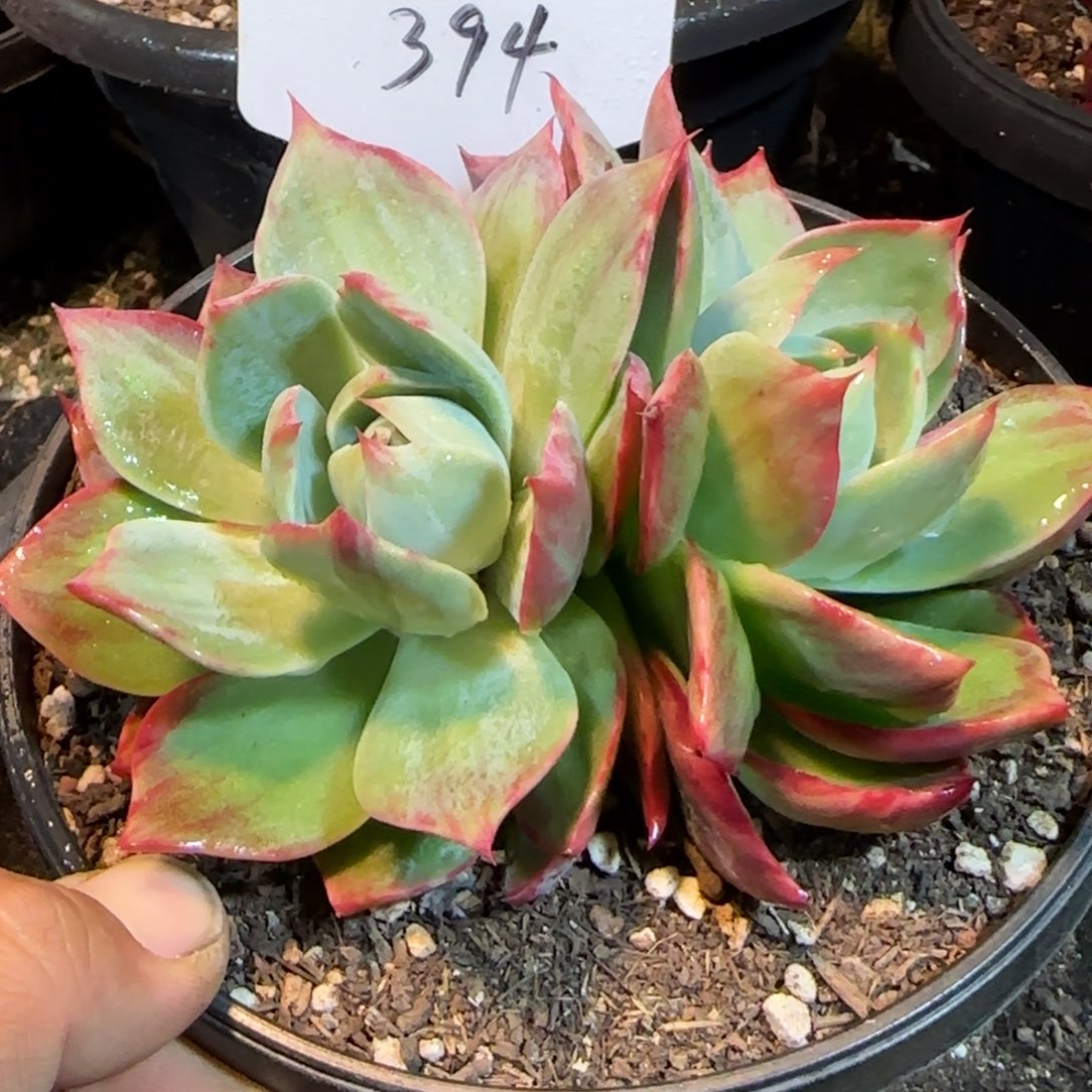 惊鸿一物一拍包装收缩花旱394