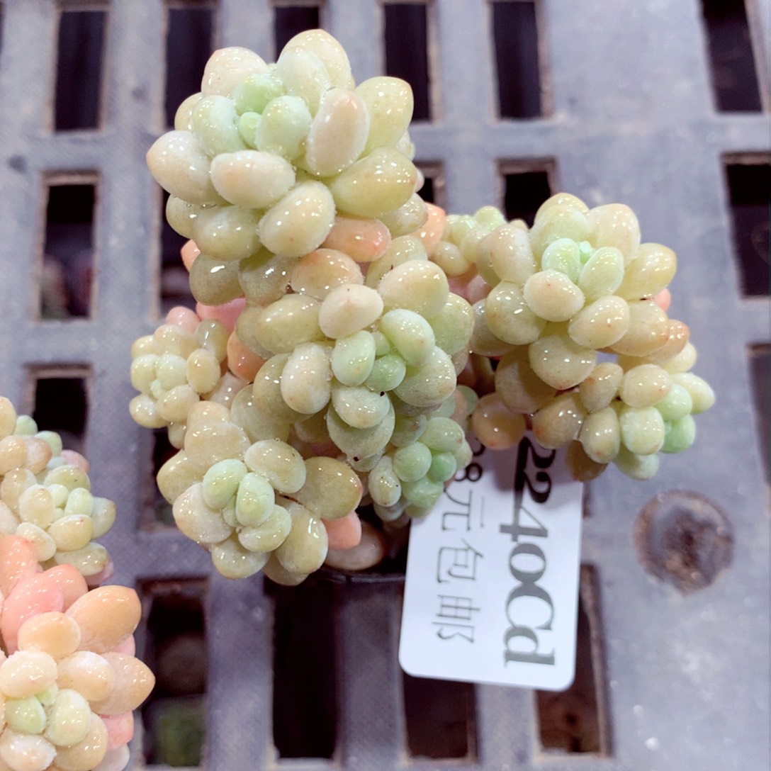 5厘米盆精控多肉2240