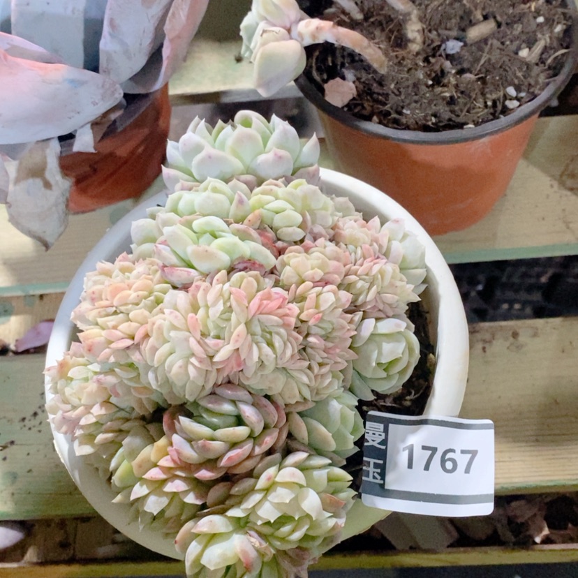 【闪购商品】贝瑞缀1767