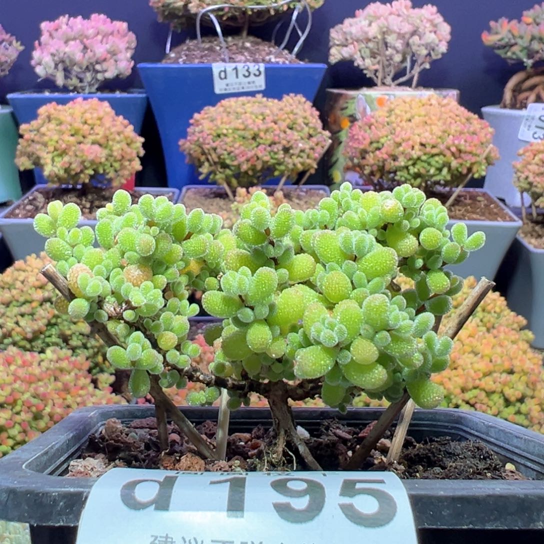 d195翡翠枝干番杏