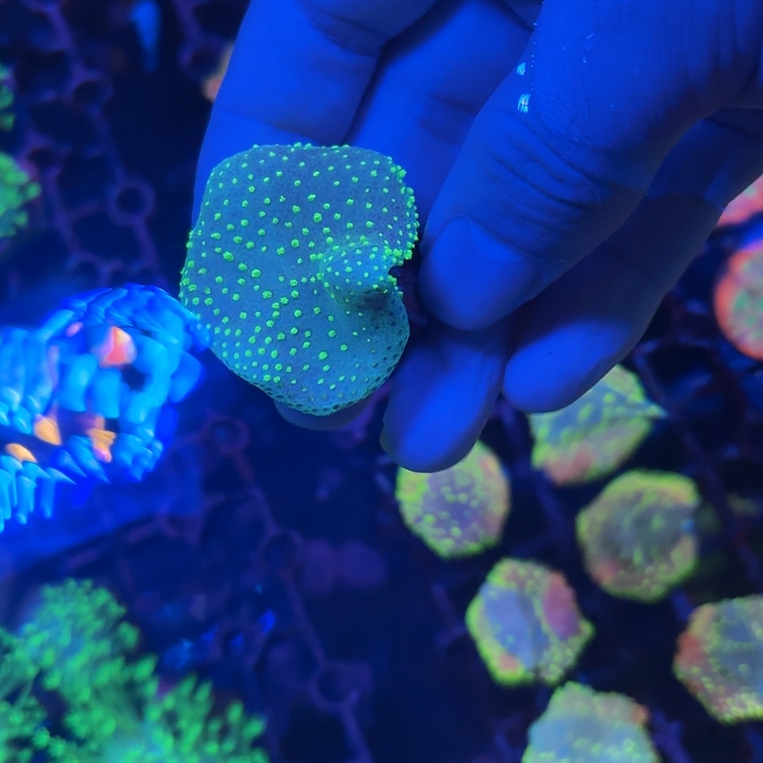 *****海缸造景海葵草皮海缸