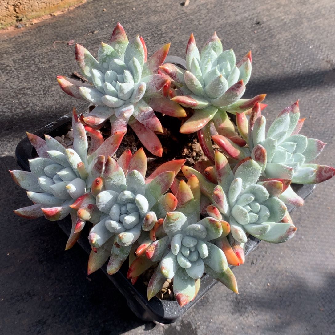 阿金尼，2月8日发货多肉