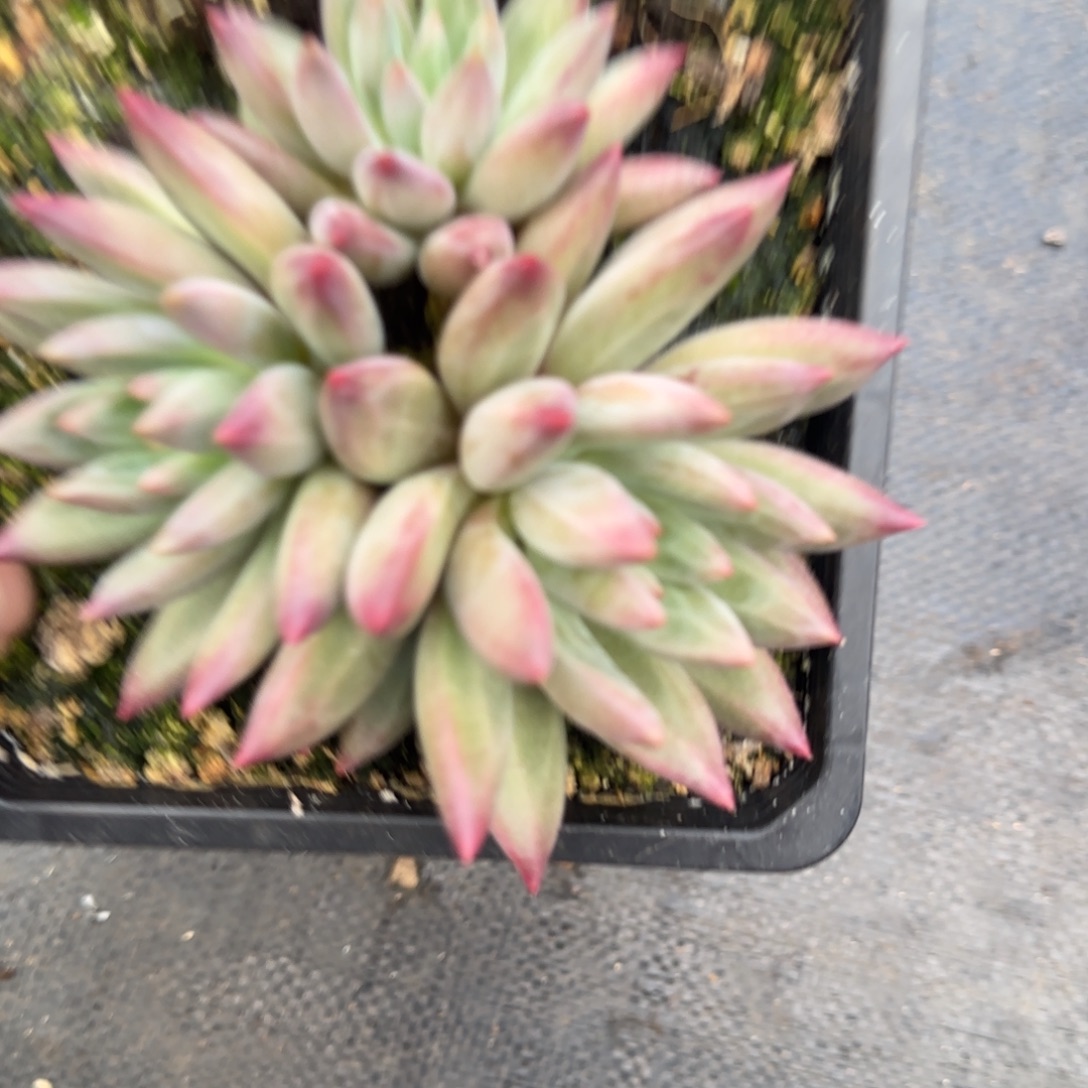 羽毛纹虞美人多肉植物一物一拍