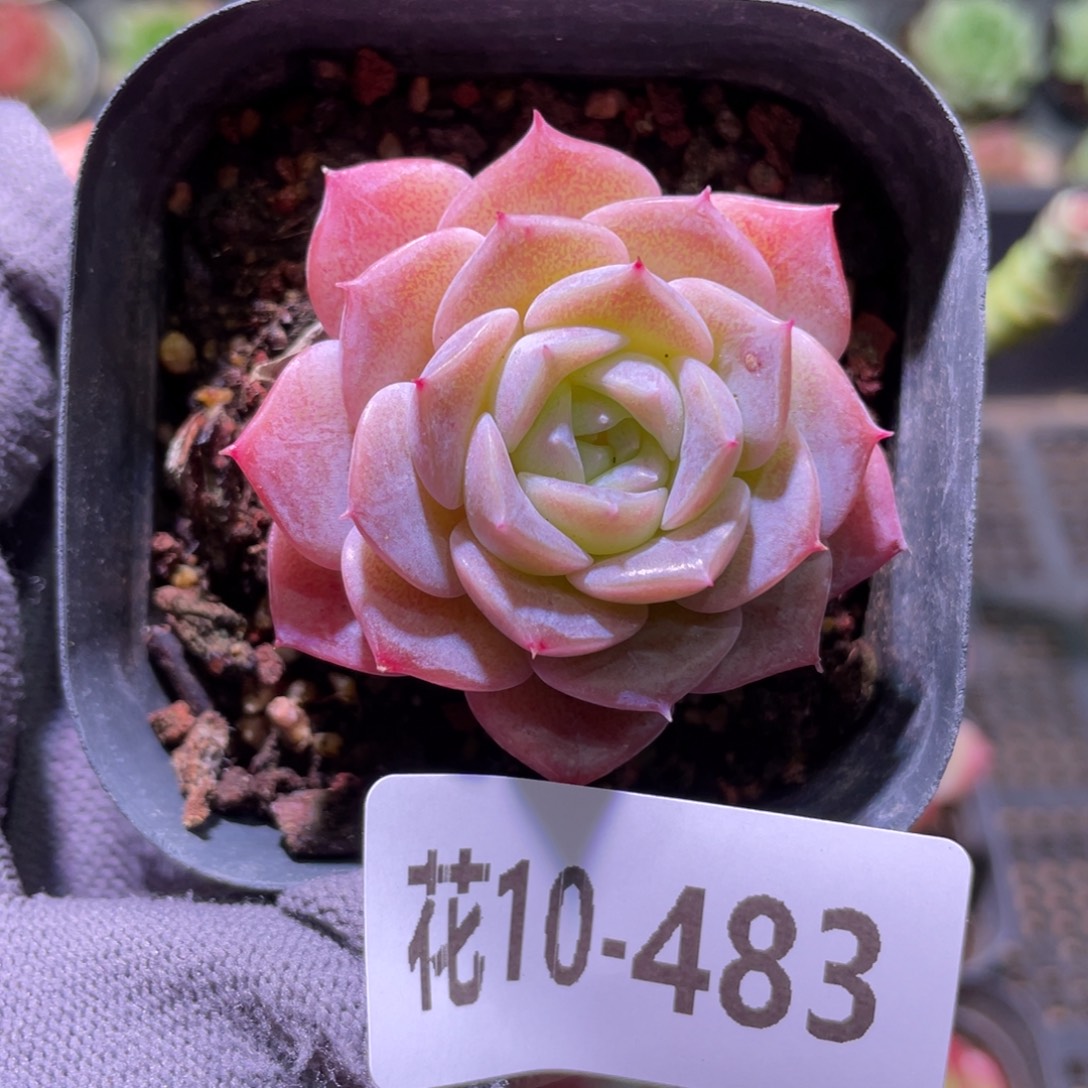 花利美10-483纯爱