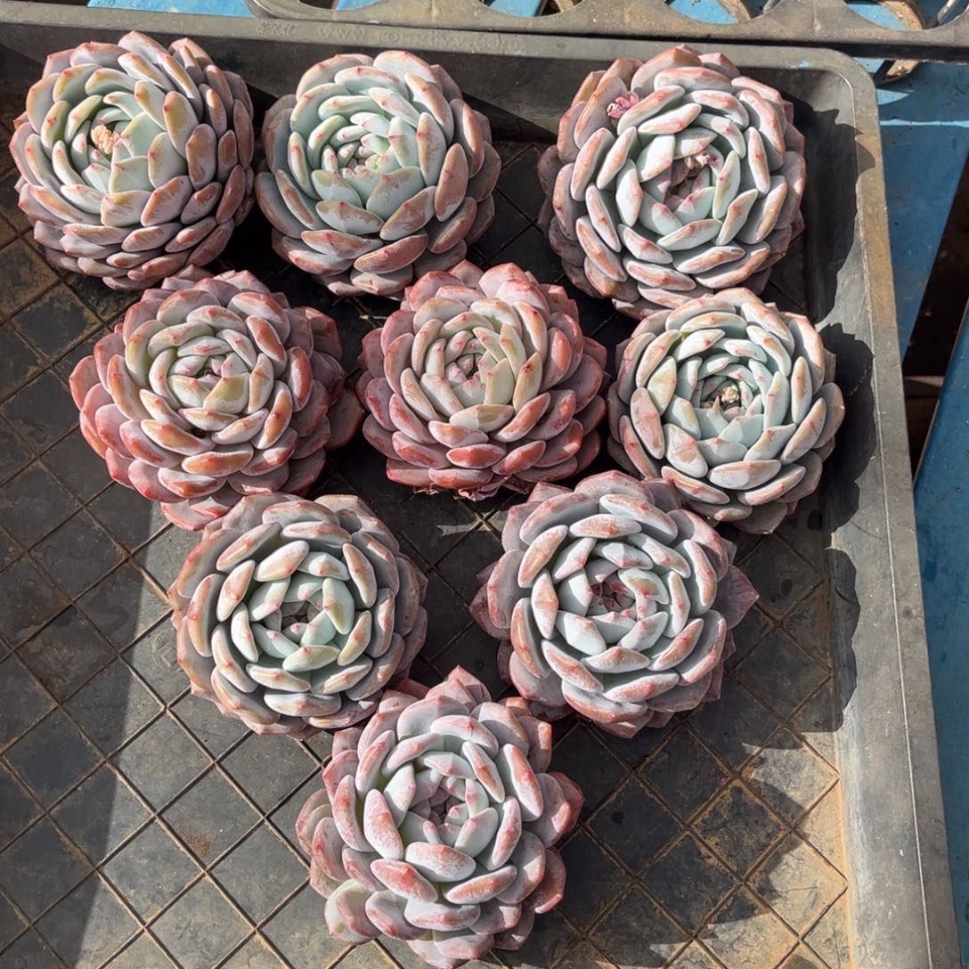 751号新疆西藏内蒙古不包邮