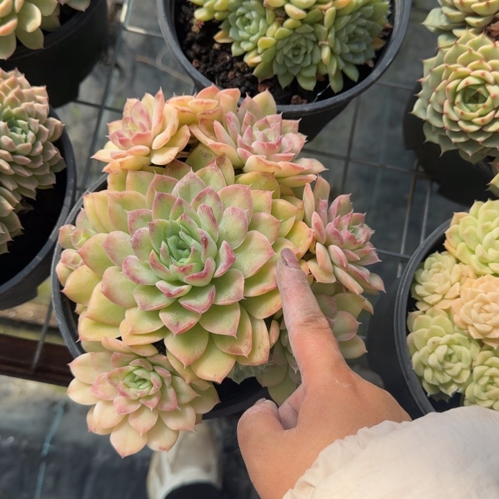 不知名多肉植物绿植