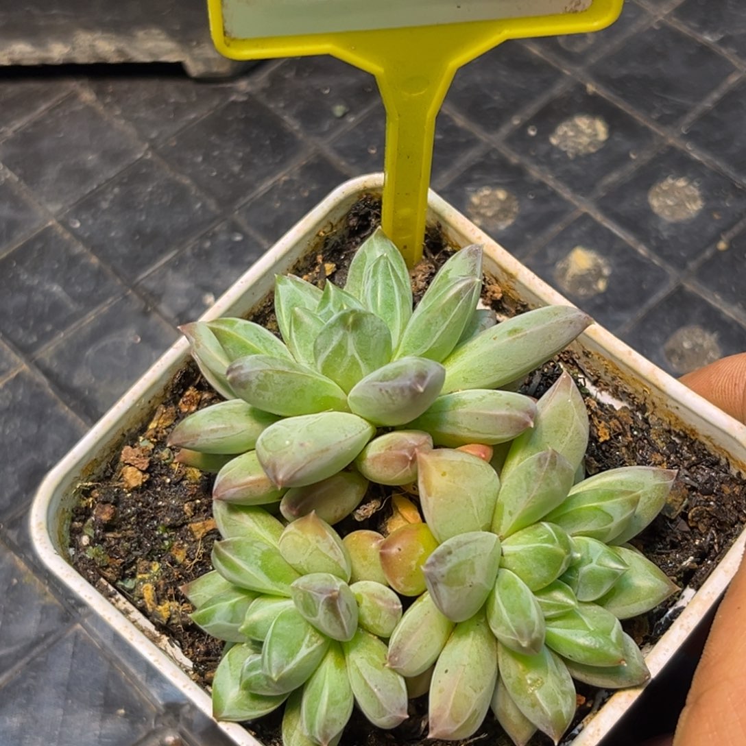 多肉植物韦斯特曼sp999