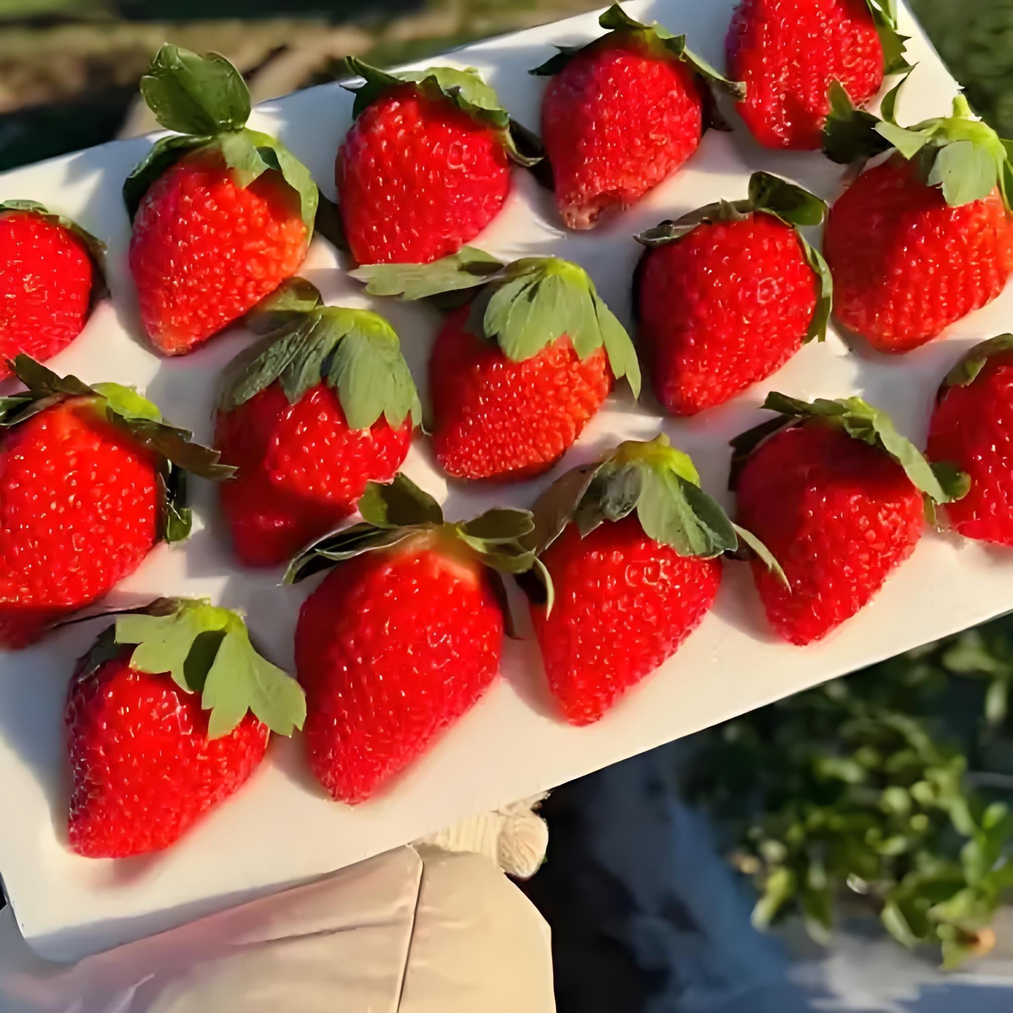四川大凉山露天种植红颜草莓清爽脆甜顺丰速运发货