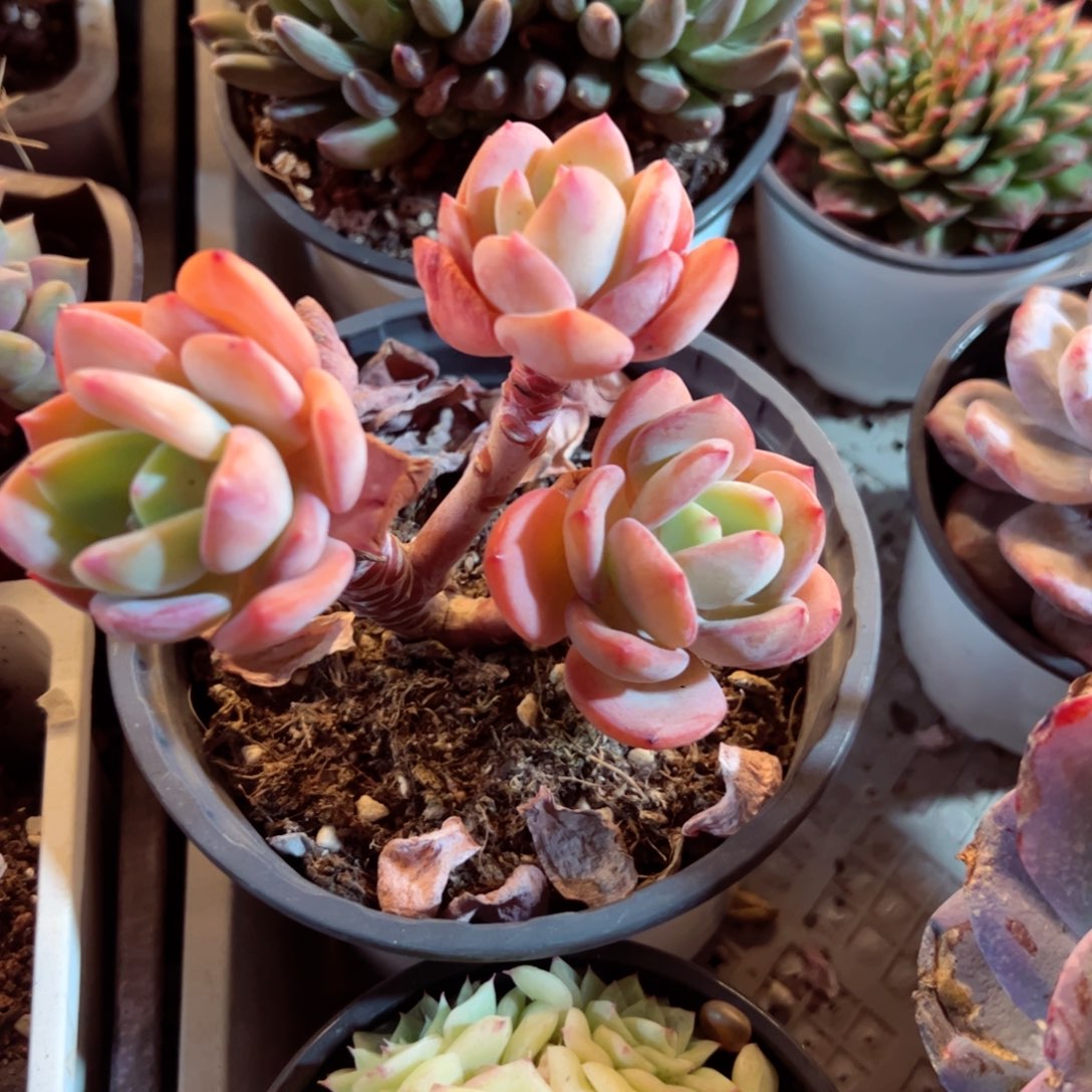 幸运的是我的朋友们