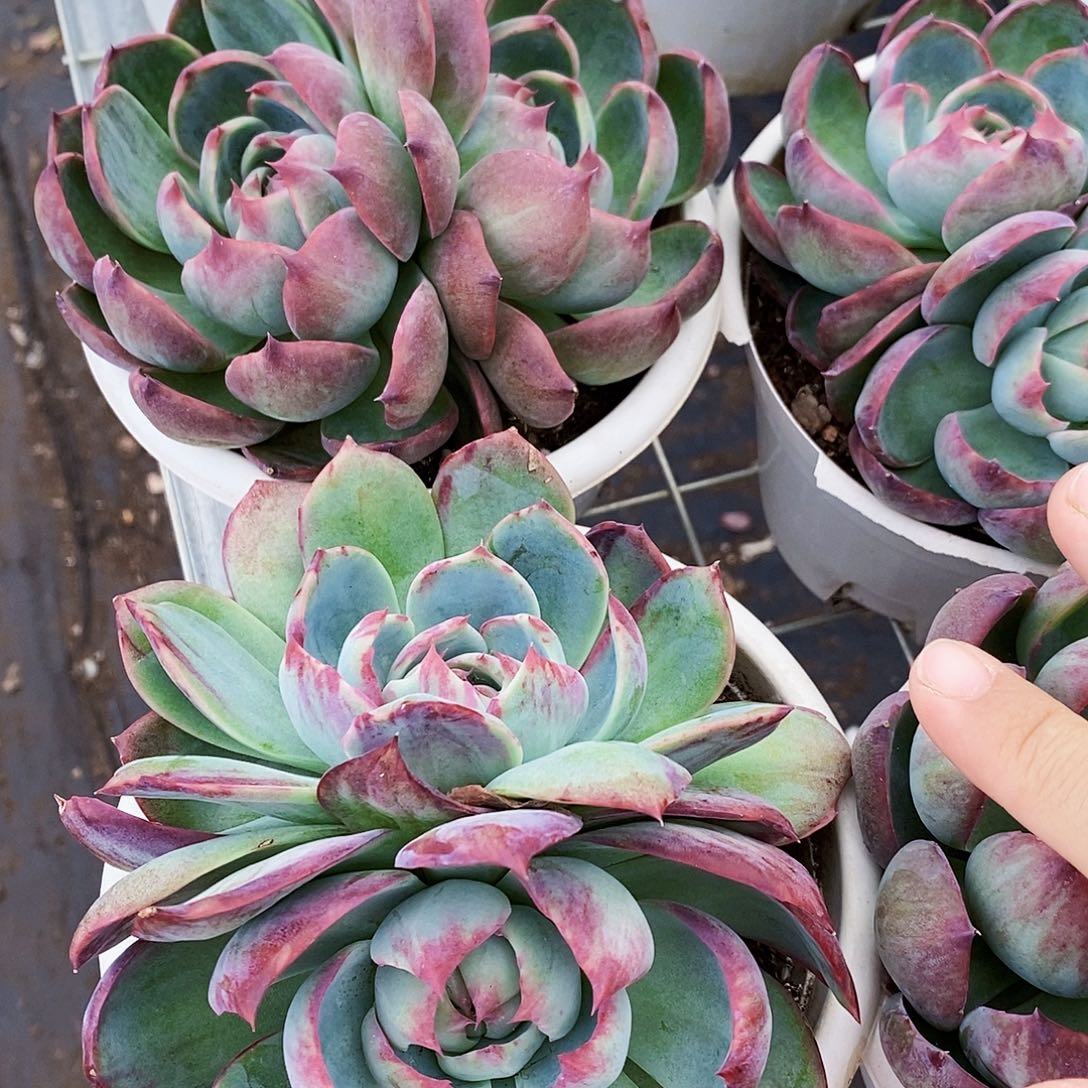 惊鸿仙子双头起发精品