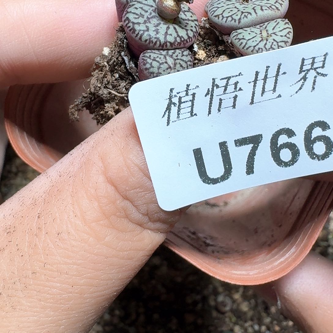 766盒多肉植物哇c g