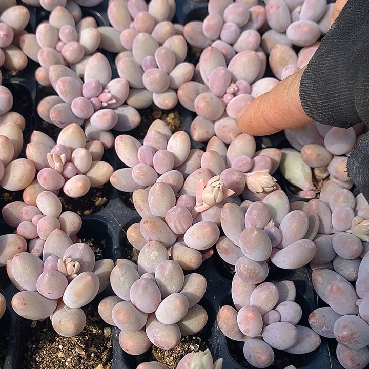 38 多肉植物盆栽花卉植物