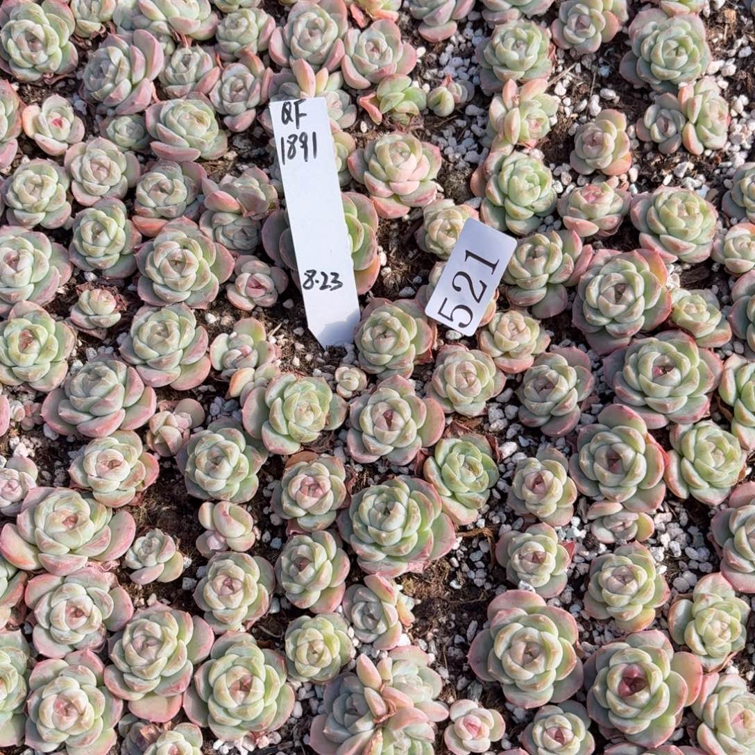 度***多肉植物多肉植物521