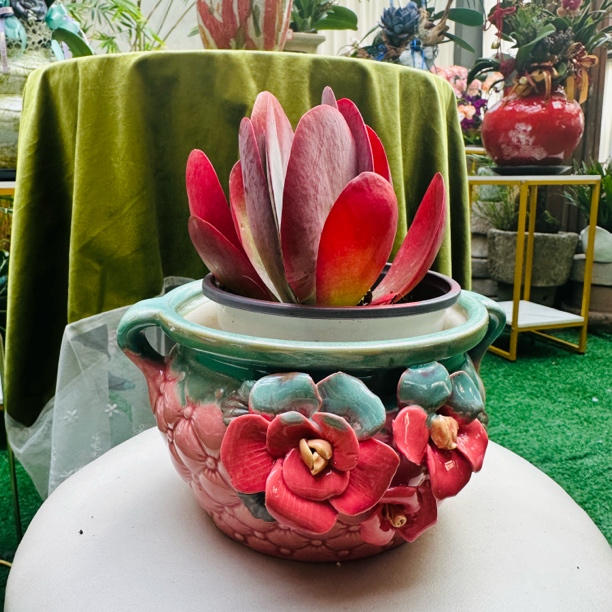 多肉盆栽（五选一）