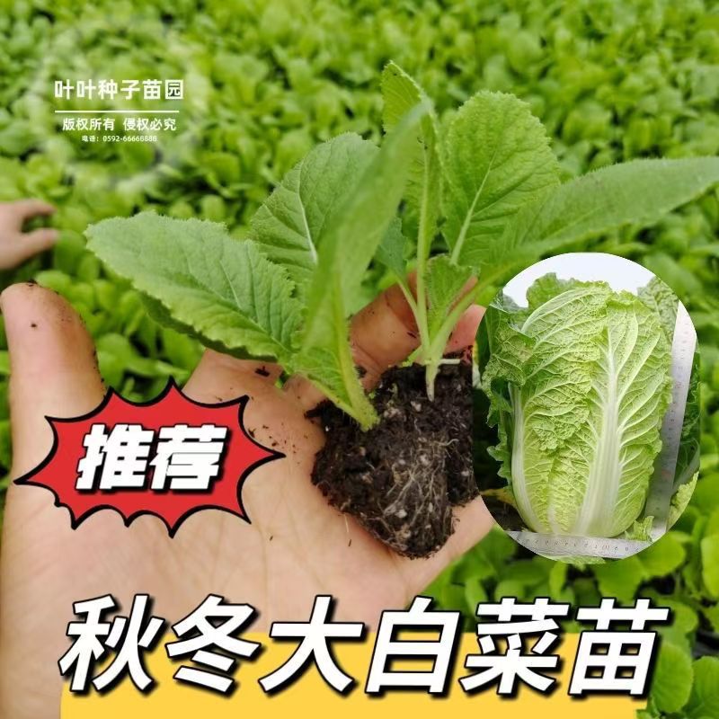 秋冬耐寒新鲜大白菜秧苗带土发货蔬菜秧苗