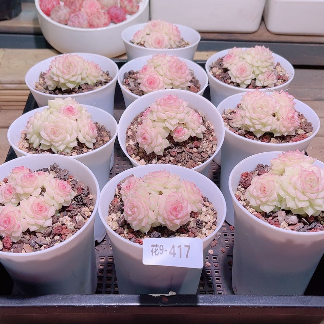 花利美9-417框拍白天鹅10颗