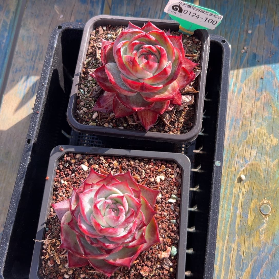 多肉一物一拍0124-100