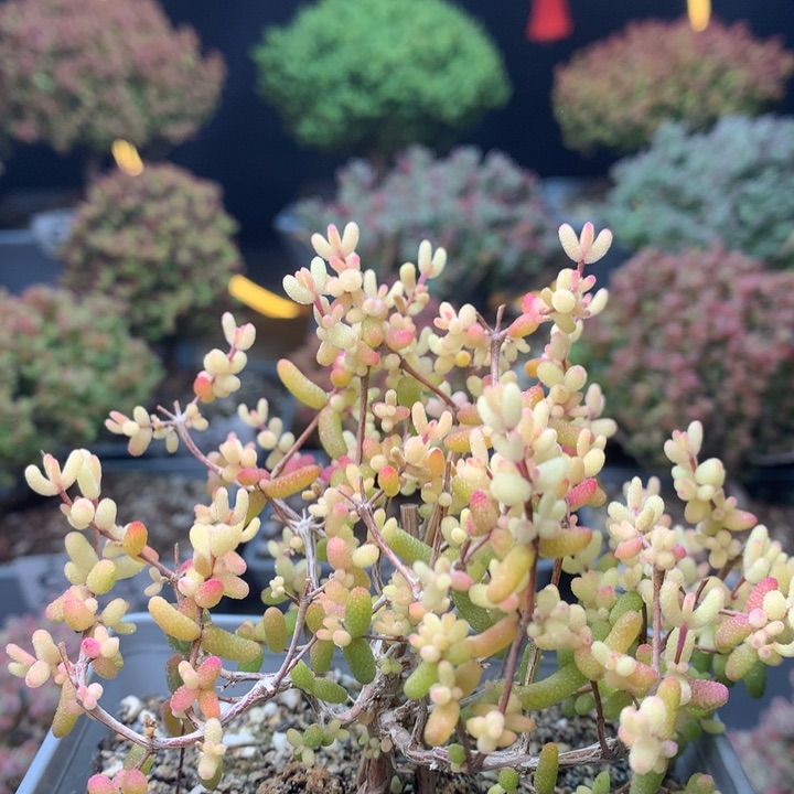 c202糖球粉锦枝干番杏