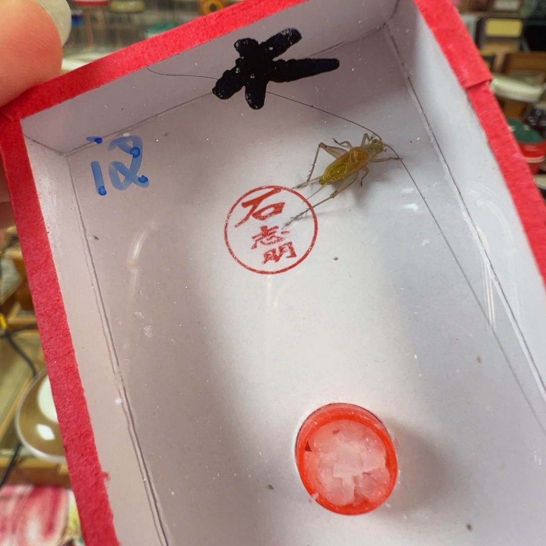 漂亮汊口蛉一只合适