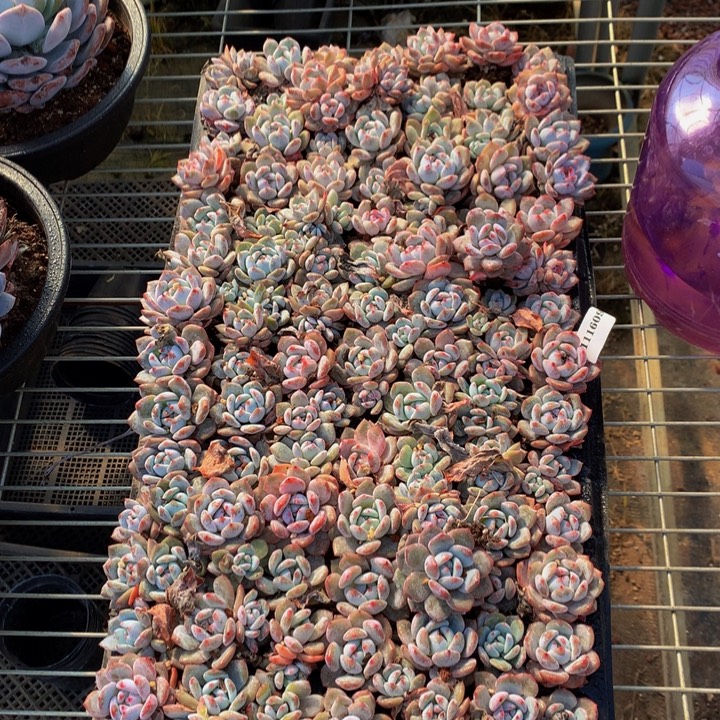 日***运111609一整盘嗯嗯嗯嗯嗯嗯好