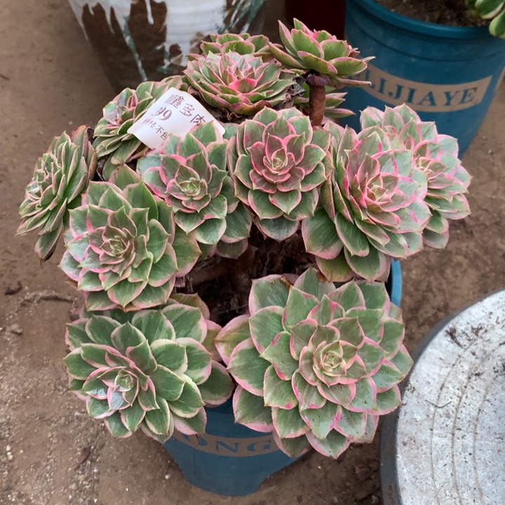 399莲花座多肉植物特价